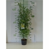 bambou phyllostachys aureum - La jardinerie de pessicart nice - Livraison a domicile nice 06 plantes vertes terres terreaux jardinage arbres cactus