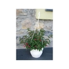 fuchsia 4 - La jardinerie de pessicart nice - Livraison a domicile nice 06 plantes vertes terres terreaux jardinage arbres cactus