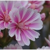 lewisia 4 - La jardinerie de pessicart nice - Livraison a domicile nice 06 plantes vertes terres terreaux jardinage arbres cactus