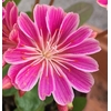 lewisia 3 - La jardinerie de pessicart nice - Livraison a domicile nice 06 plantes vertes terres terreaux jardinage arbres cactus