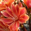lewisia 5 - La jardinerie de pessicart nice - Livraison a domicile nice 06 plantes vertes terres terreaux jardinage arbres cactus
