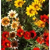 gazania 3 - La jardinerie de pessicart nice - Livraison a domicile nice 06 plantes vertes terres terreaux jardinage arbres cactus