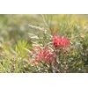 grevillea grevillier - Image par Shaun F de Pixabay - La jardinerie de pessicart nice - Livraison a domicile nice 06 plantes vertes terres terreaux jardinage arbres cactus