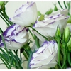 eustoma - Photo credit ekenitr on Visualhunt.com - La jardinerie de pessicart nice - Livraison a domicile nice 06 plantes vertes terres terreaux jardinage arbres cactus