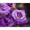 eustoma - Photo credit Thomas James Caldwell on Visualhunt - La jardinerie de pessicart nice - Livraison a domicile nice 06 plantes vertes terres terreaux jardinage arbres cactus