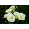 eustoma - Photo credit Tatters  on Visualhunt.com - La jardinerie de pessicart nice - Livraison a domicile nice 06 plantes vertes terres terreaux jardinage arbres cactus