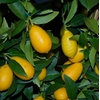 limequat 4 - Photo credit douneika on VisualHunt - La jardinerie de pessicart nice - Livraison a domicile nice 06 plantes vertes terres terreaux jardinage arbres cactus