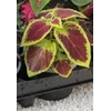 coleus 4 -  La jardinerie de pessicart nice - Livraison a domicile nice 06 plantes vertes terres terreaux jardinage arbres cactus