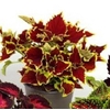 coleus 4 -  La jardinerie de pessicart nice - Livraison a domicile nice 06 plantes vertes terres terreaux jardinage arbres cactus (1)