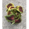 coleus godets -  La jardinerie de pessicart nice - Livraison a domicile nice 06 plantes vertes terres terreaux jardinage arbres cactus (1)