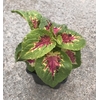 coleus godets -  La jardinerie de pessicart nice - Livraison a domicile nice 06 plantes vertes terres terreaux jardinage arbres cactus (2)