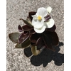 begonia godet - Plantes fleuries - La jardienrie de Pessicart nice - Livraison gratuite jardin plantes terreau  (4)