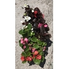 begonia godet - Plantes fleuries - La jardienrie de Pessicart nice - Livraison gratuite jardin plantes terreau  (2)