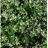 euphorbe diamond frost - Photo credit Royal Botanic Garden Sydney on VisualHunt.com - La jardinerie de pessicart nice - Livraison a domicile nice 06 plantes vertes terres terreaux jardinage arbres cactus