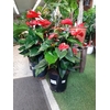 Anthurium rouge c7 h 80 la jardinerie de Pessicart Nice 06100