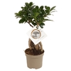 ficus ginseng La jardinerie de pessicart nice - Livraison a domicile nice 06 plantes vertes terres terreaux jardinage arbres cactus