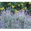 Lavande dentee dentata Photo credit hortulus on VisualHunt - La jardinerie de pessicart nice - Livraison a domicile nice 06 plantes vertes terres terreaux jardinage arbres cactus