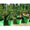 MICROCITRUS AUSTRALASICA la jardinerie de pessicart nice 06100