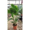 strelitzia augusta oiseau du paradis 2 - La jardinerie de pessicart nice - Livraison a domicile nice 06 plantes vertes terres terreaux jardinage arbres cactus