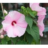 hibiscus moscheutos hibiscus des marais ibisco - Photo credit douneika on Visualhunt.com - La jardinerie de pessicart nice - Livraison a domicile nice 06 plantes vertes terres terreaux jardinage arbres cactus