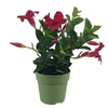 Dipladenia p10.5 rouge - La jardinerie de pessicart nice - Livraison a domicile nice 06 plantes vertes terres terreaux jardinage arbres cactus