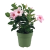 Dipladenia p10.5 rose pale  - La jardinerie de pessicart nice - Livraison a domicile nice 06 plantes vertes terres terreaux jardinage arbres cactus