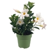 Dipladenia p10.5 blanc - La jardinerie de pessicart nice - Livraison a domicile nice 06 plantes vertes terres terreaux jardinage arbres cactus