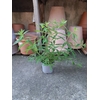 Verveine citronnelle 2 - La jardinerie de pessicart nice - Livraison a domicile nice 06 plantes vertes terres terreaux jardinage arbres cactus