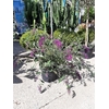 Buddleia ou Arbre aux papillons mauve La Jardinerie de Pessicart NIce 06100