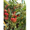 Piments en pots - Fruits charnus rouges - FORT La Jardinerie de Pessicart Nice 06100