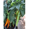 Piments en pots - Fruits longs oranges - DOUX La Jardinerie de Pessicart Nice 06100