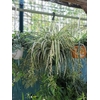 Chlorophytum - Hauteur 50-60 cm - Suspension (convertible en pot) Ø 30 cm - XXL La Jardinerie de Pessicart Nice 06100
