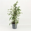 ficus benjamina twilight - La jardinerie de pessicart nice - Livraison a domicile nice 06 plantes vertes terres terreaux jardinage