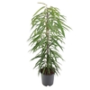 ficus alii ficus sabre ficus à longues feuilles 2 - La jardinerie de pessicart nice - Livraison a domicile nice 06 plantes vertes terres terreaux jardinage arbres cactus
