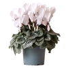 Cyclamen 5 - La jardinerie de pessicart nice - Livraison a domicile nice 06 plantes vertes terres terreaux jardinage arbres cactus