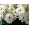 Aster la jardinerie de pessicart nice