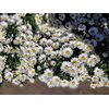 Aster pot de 1.5L blanche - la Jardinerie de Pessicart Nice 06100