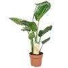 strelitzia reginae oiseau du paradis 2 - La jardinerie de pessicart nice - Livraison a domicile nice 06 plantes vertes terres terreaux jardinage arbres cactus