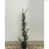 jasmin persistant rhyncospermum trachelospermum 6- La jardinerie de pessicart nice - Livraison a domicile nice 06 plantes vertes terres terreaux jardinage arbres cactus