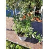 Buddleia ou Arbre aux papillons pot Ø 14 cm Blanc - la jardinerie de Pessicart Nice 06100