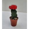 gymnocalycium- La jardinerie de pessicart nice - Livraison a domicile nice 06 plantes vertes terres terreaux jardinage arbres cactus (3)