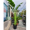strelitzia augusta oiseau du paradis - La jardinerie de pessicart nice - Livraison a domicile nice 06 plantes vertes terres terreaux jardinage arbres cactus (2)