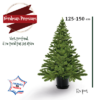 sapin nordman taille 125-150 en pot - La jaridnerie de Pesicart Nice Livraison Gratuite