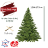 sapin epicea taille 150-175 pied croix - La jaridnerie de Pesicart Nice Livraison Gratuite