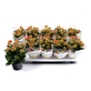 Kalanchoe p10 orange - La jardinerie de pessicart nice - Livraison a domicile nice 06 plantes vertes terres terreaux jardinage arbres cactus