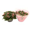Kalanchoe coupe rose - La jardinerie de pessicart nice - Livraison a domicile nice 06 plantes vertes terres terreaux jardinage arbres cactus