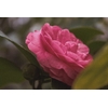 Cmélia rose-La Jardinerie de Pessicart Nice 06100