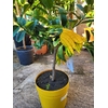 Citronnier Main de Bouddha - Cédratier Main de Bouddha - Citrus medica Digitata - La Jardinerie de Pessicart Nice 06100