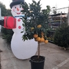 Pamplemoussier (Citrus paradisi) avec fruits - Pot de 35 litres - Hauteur 200-250 cm - La Jardinerie de Pessicart Nice 06100