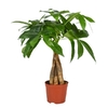 pachira aquatica 4 - La jardinerie de pessicart nice - Livraison a domicile nice 06 plantes vertes terres terreaux jardinage arbres cactus